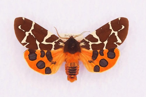 Set garden tiger moth - set,