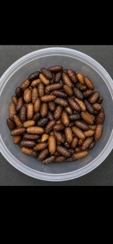 Dried fly caster pupae - dried,