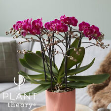 50cm Phalaenopsis Bellissimo