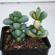 Corpuscularia Lehmannii &