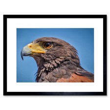 Animal Photo Bird Hawk Harris PreyFramed Art Print 12x16 Inch