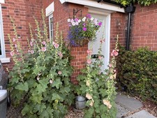hollyhock plants Pot Grown X 15 garden ready 5 to 15cm tall 