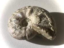 Iridescent Ammonite Fossil