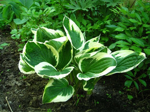 Hosta patriot plantain - hosta, (plantain