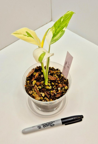 Monstera lechleriana albo 5 - albo, #5