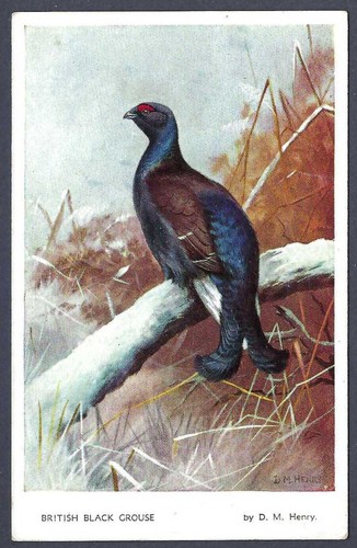 British black grouse - british,