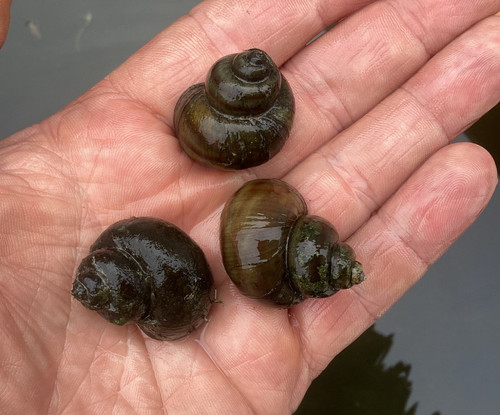 Extra large chinese ringed - extra,