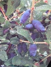 HONEYBERRY BLUE BANANA