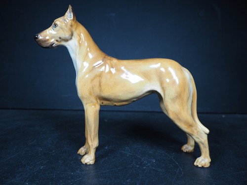 American great dane - great,