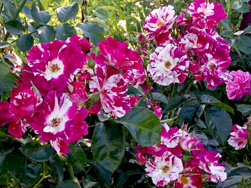 Climmbing rose purple splash - rose,