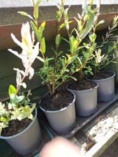 SALIX FLAMINGO WILLOW TREE HARDY STARTER 13CM POT PINK WHITE GREEN FOLIAGE