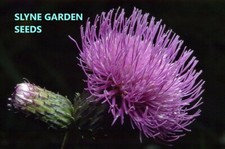BRIGHT PURPLE MAUVE FIELD THISTLE PERENNIAL WILD FLOWER SEEDS - SLYNE GARDEN