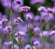Verbena Bonariensis Violetta