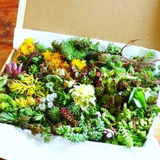 Winter Hardy Succulent Cuttings of A5 Box full, Hardy Sedum Cuttings Set