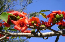 BOMBAX CEIBA cotton tree 50