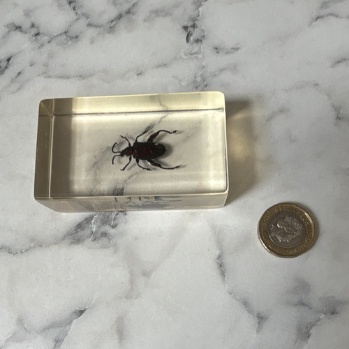 National geographic bug - geographic,