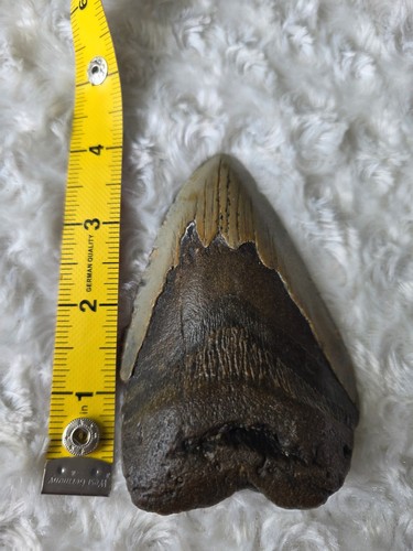 Large megladon fossil - large,