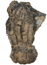 Triassic Encrinus liliiformis