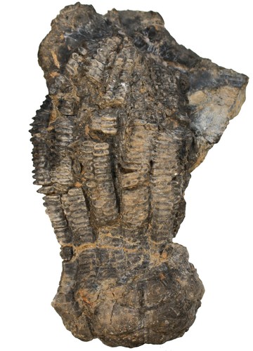 Triassic encrinus liliiformis - encrinus,