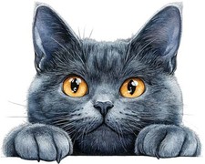 Colour Peeking Kitten Cat Wall