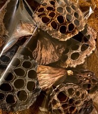 BIOTROPIC. Habitat Collection-