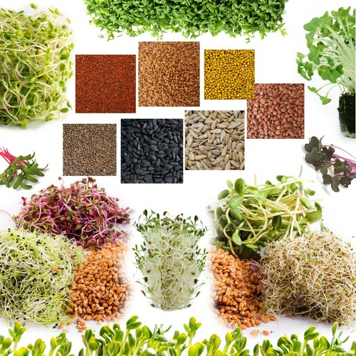 Organic seeds for - for, sprouting