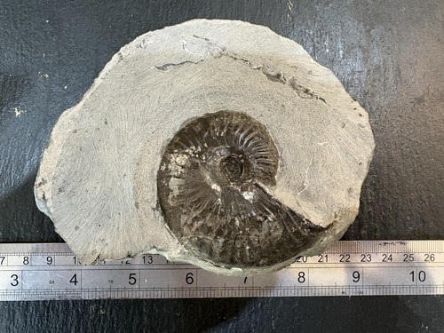 Pseudolioceras ammonite whitby - pseudolioceras,