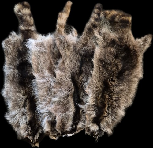 Tanned raccoon pelt fur - tanned,