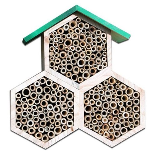 Greenkey solitary bee - greenkey,