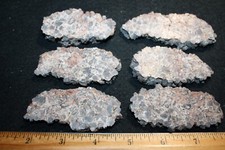 Triassic fossil wood Bull