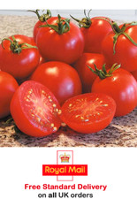 15 x ORGANIC TOMATO 'GLACIER'