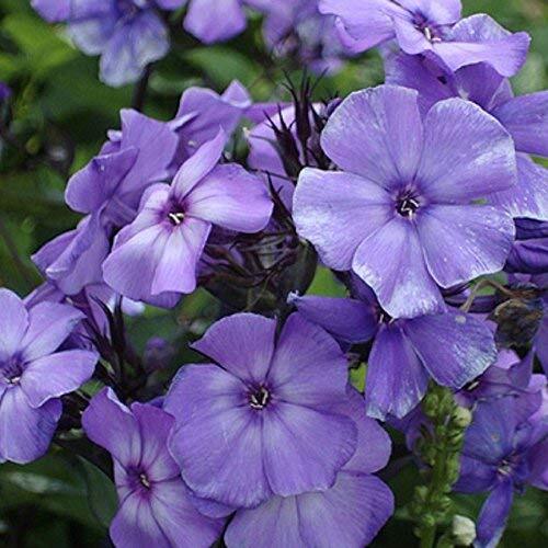 Beauty blue phlox - beauty,