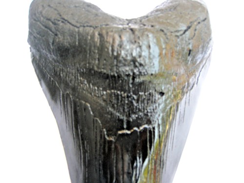 Inch long megalodon - 7,
