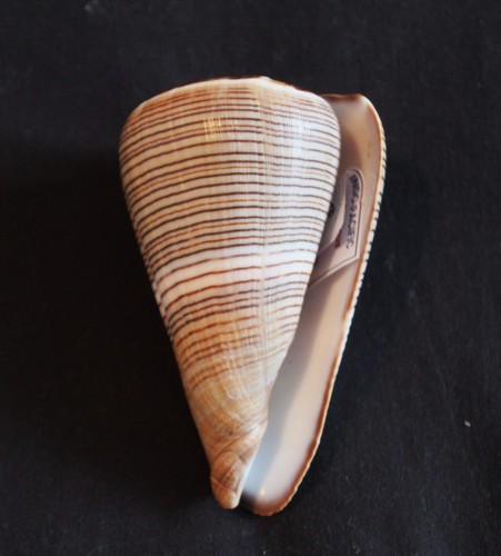 Giant fig cone seashell - 'fig, cone'