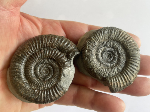 Dactylioceras ammonite pair - dactylioceras,
