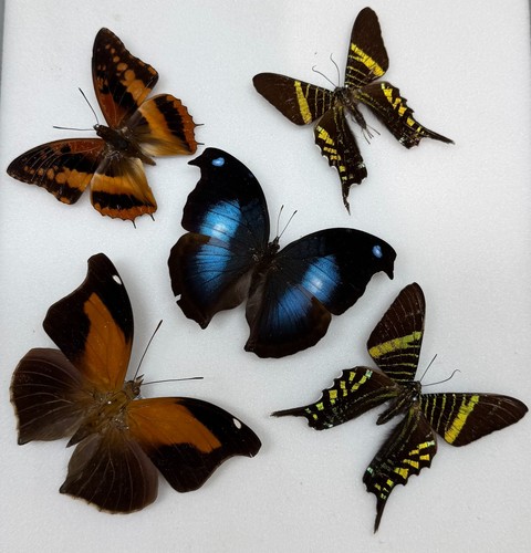 Real butterfly specimens x5 - butterfly,