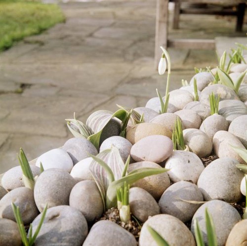 Flower bulbs growing - , amidst
