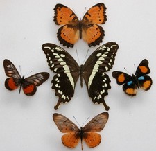 Real Butterfly specimens X5