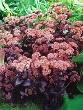 1 SEDUM TELEPHIUM” PURPLE BARE ROOT PERENNIAL GRADE 1 HARDY GARDEN SUMMER PLANT