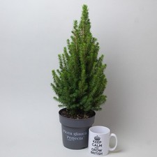 Picea Glauca – Christmas