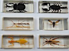 Various 3D 1:1 TAXIDERMY INSECT BEETLE SPIDER ACRYLIC RESIN PAPERWEIGHT Mix Lot