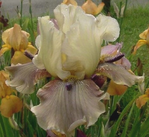 Tall bearded iris germanica - tall,