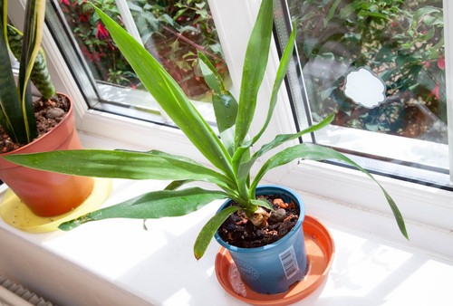 Yucca gigantea spineless - yucca, young