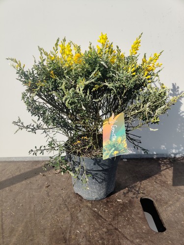 Genista scented yellow - genista,