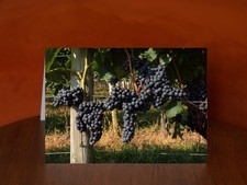 Red Grapes at Waltz Vineyard -