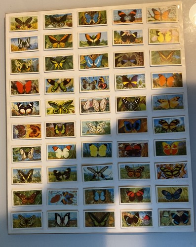 Butterflies the world - butterflies, of