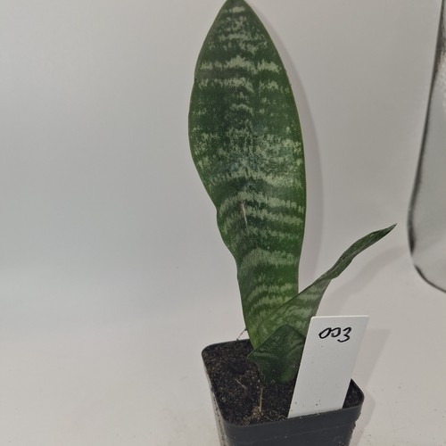 Sansevieria snake plant - sansevieria,