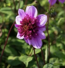 4 x Dahlia  Blue Bayou Bulbs -