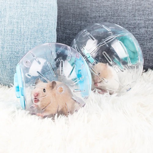 Small pet hamster exercise - pet,