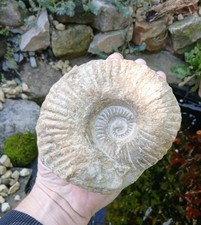 Large Fossil Ammonite